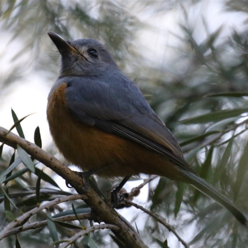 Monarcha melanopsis