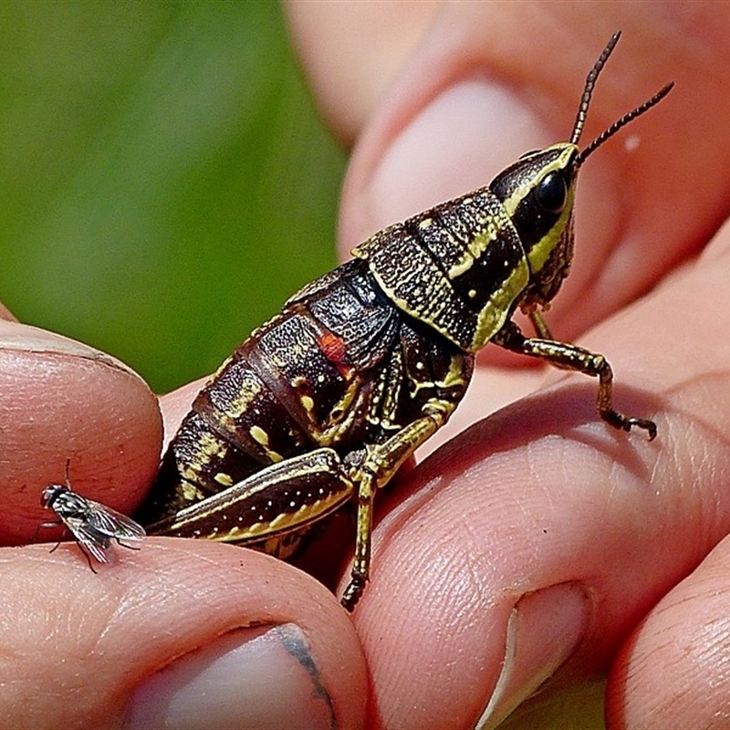 Monistria concinna