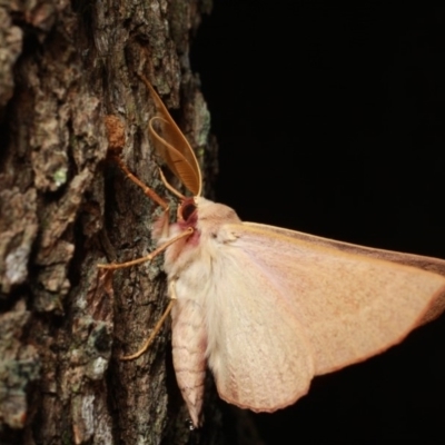 Male underside