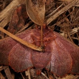 Underside female