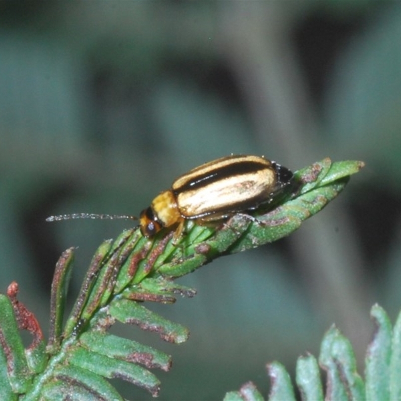 Monolepta froggatti