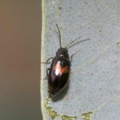 Monolepta minima