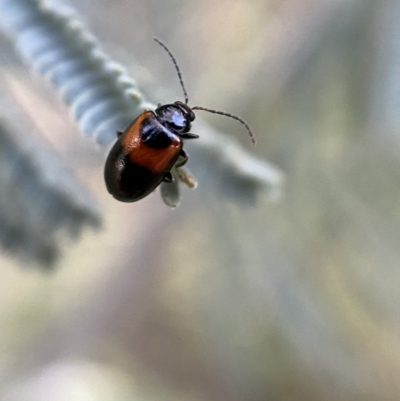 Monolepta minima