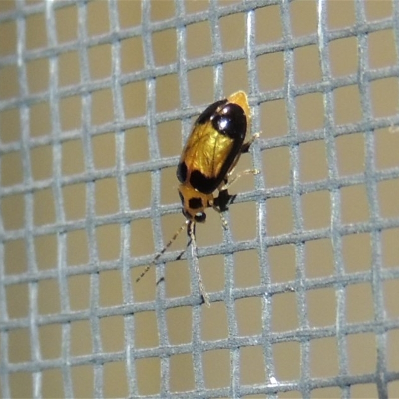 Monolepta picticollis