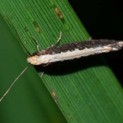 Monopis crocicapitella