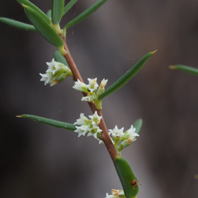 Monotoca scoparia