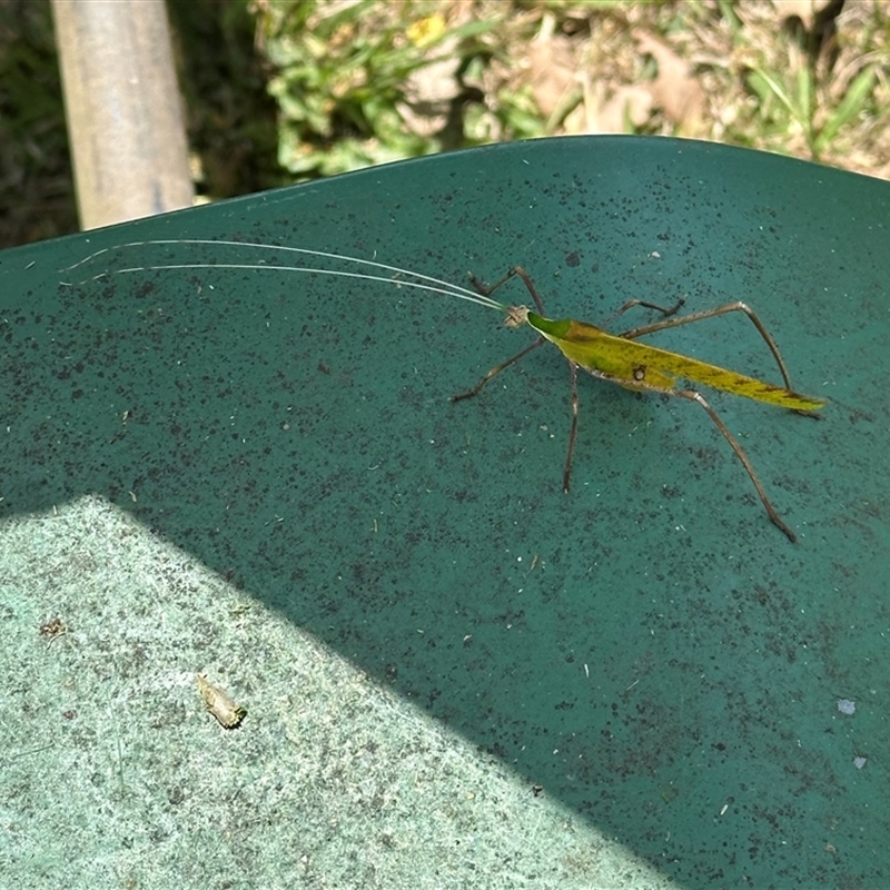 Anthophiloptera dryas