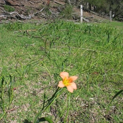 Moraea flaccida