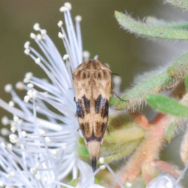 Harrisi, Deua N.P.