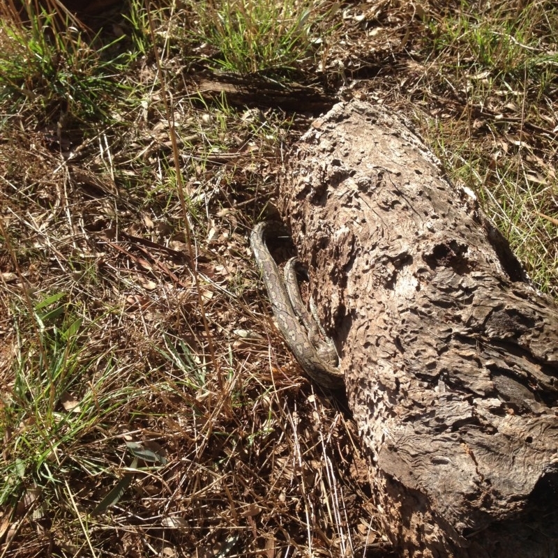 Morelia spilota