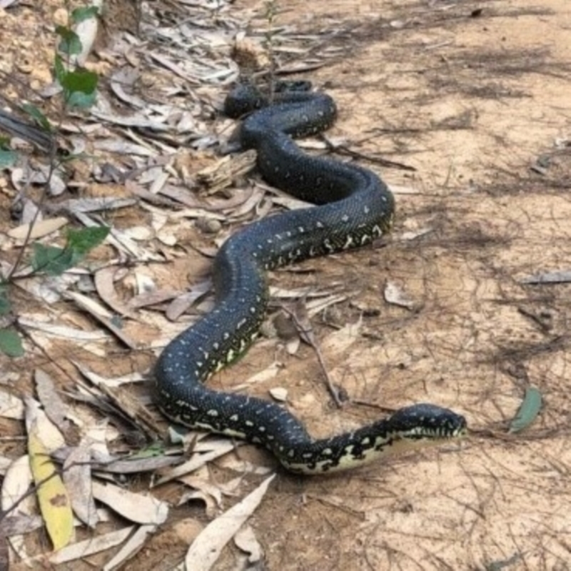 Morelia spilota spilota