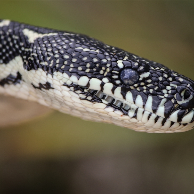 black with pale-centred individual scales and black bordered rosettes