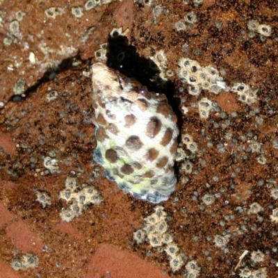 Morula marginalba