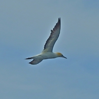 Australian Gannet - Wardens Headland - Ulladulla