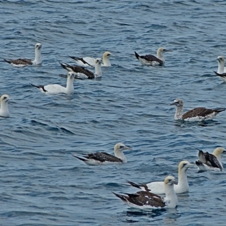 Australian Gannet - ( juvenile) Wardens Headland - Ulladulla