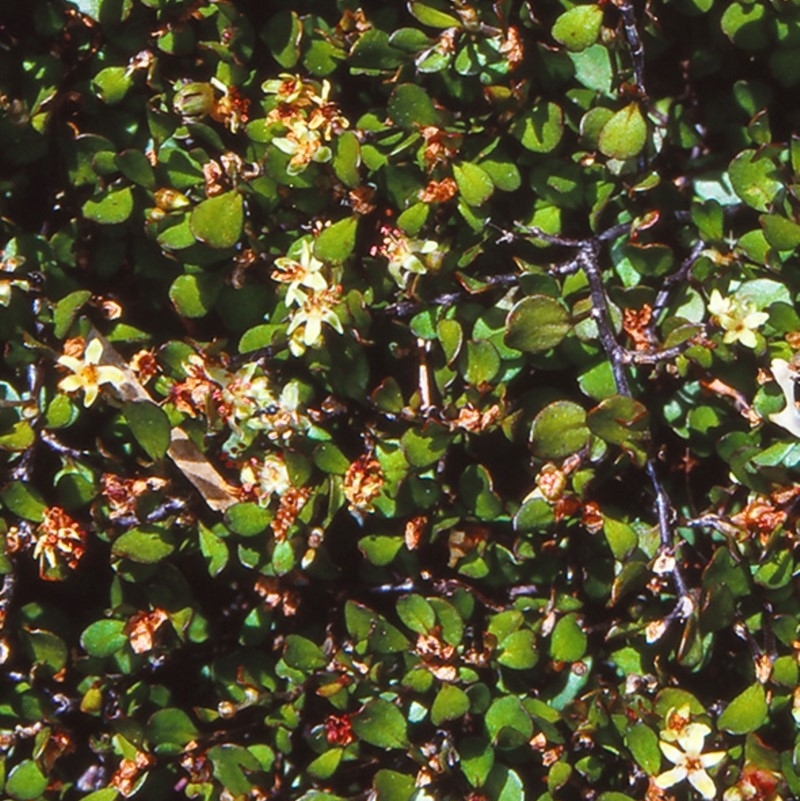 Muehlenbeckia axillaris