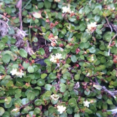 Muehlenbeckia axillaris