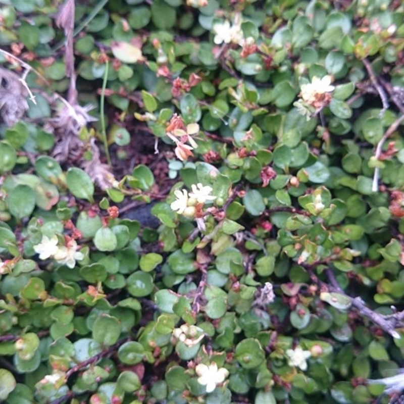 Muehlenbeckia axillaris