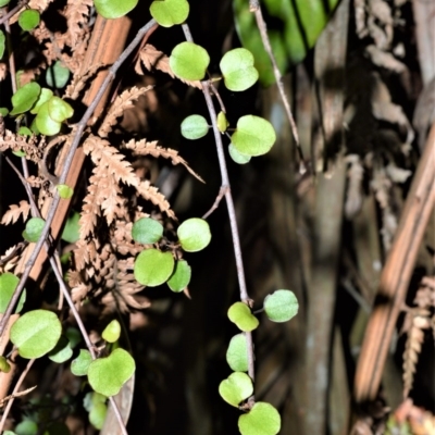 Muehlenbeckia complexa