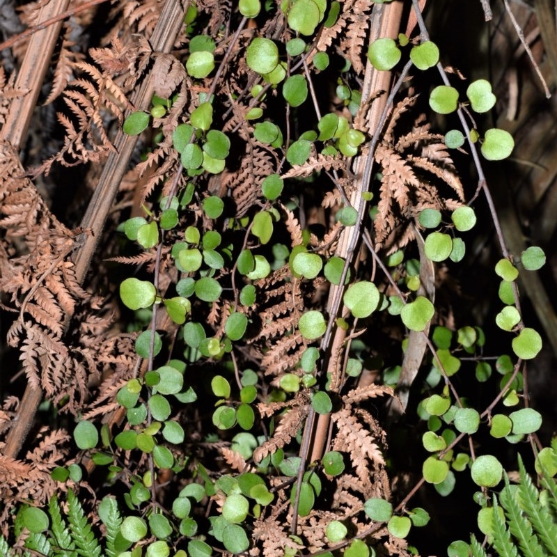 Muehlenbeckia complexa