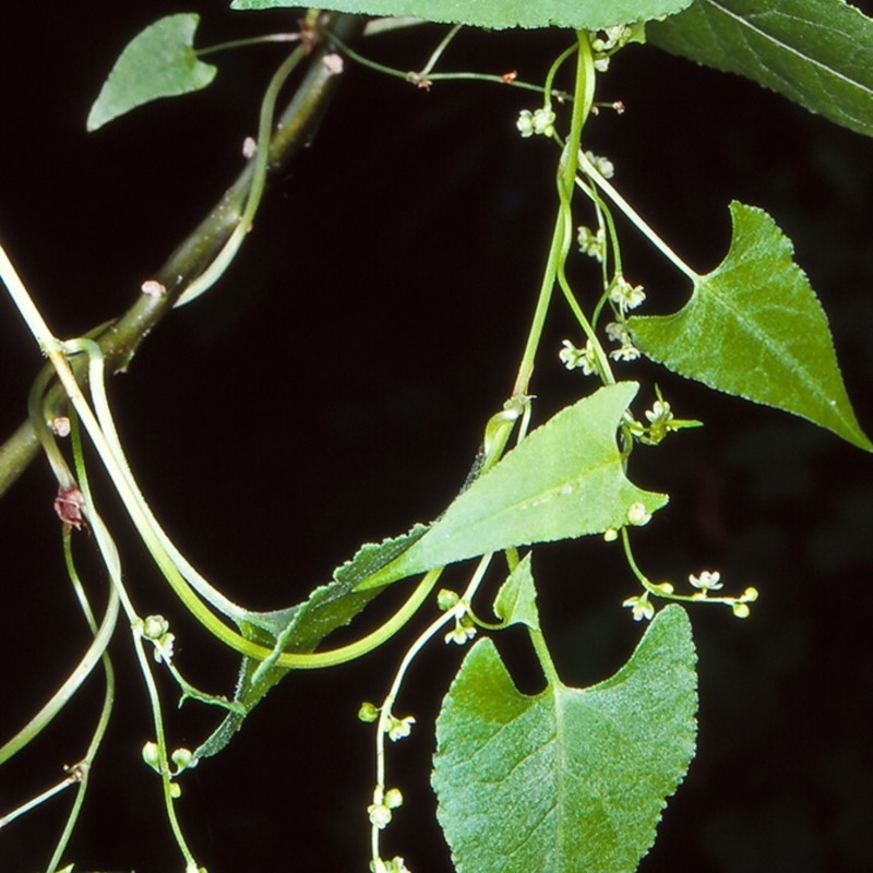 Muehlenbeckia gracillima