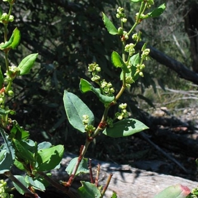 Muehlenbeckia rhyticarya