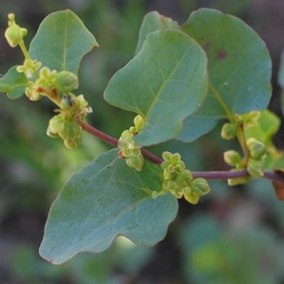 Muehlenbeckia rhyticarya