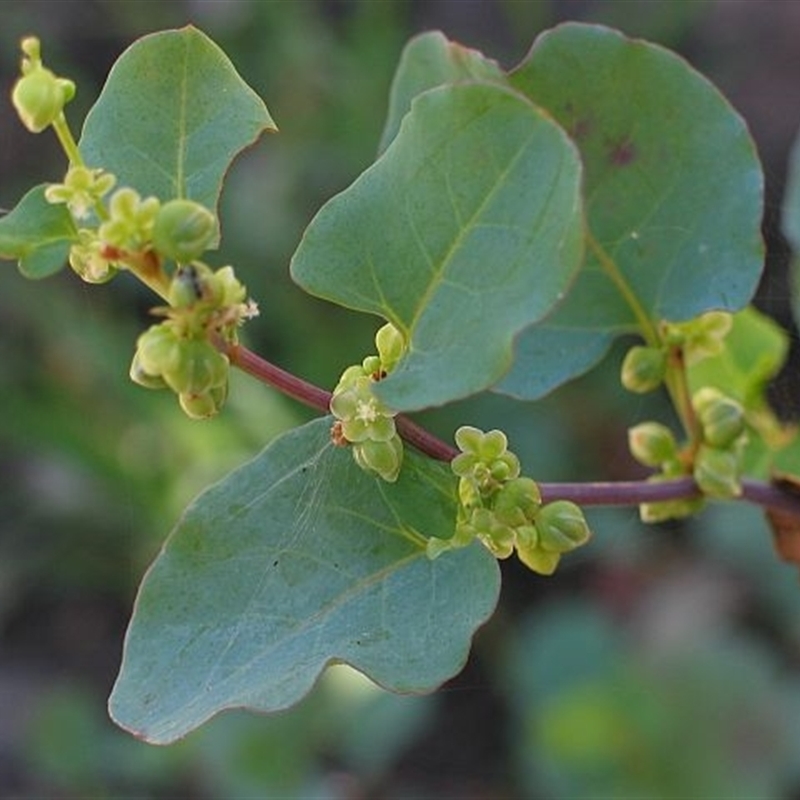 Muehlenbeckia rhyticarya