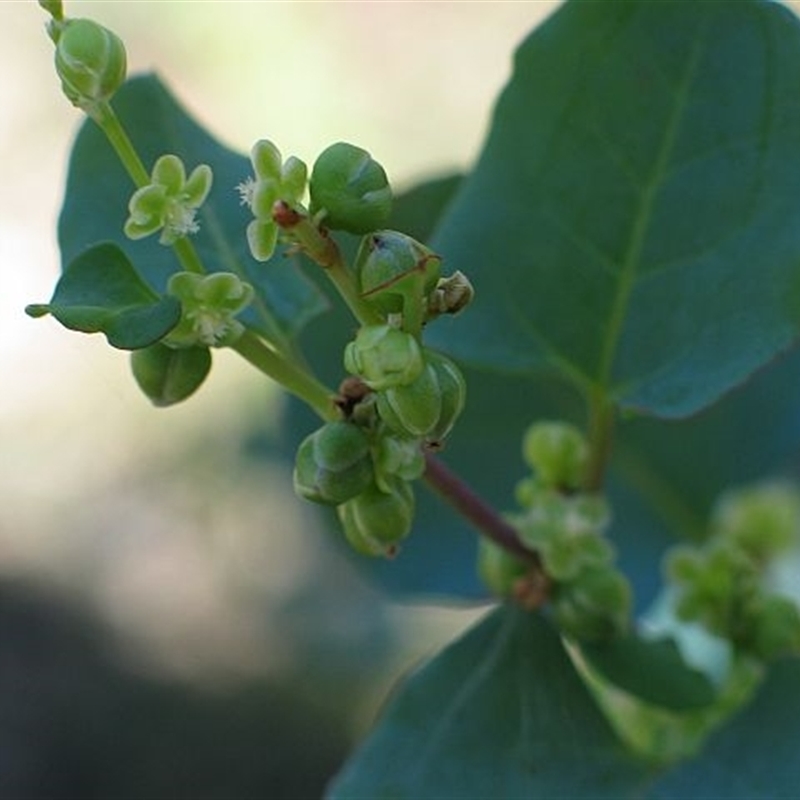 Muehlenbeckia rhyticarya