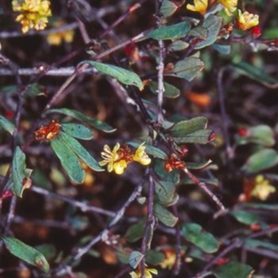 Muehlenbeckia tuggeranong