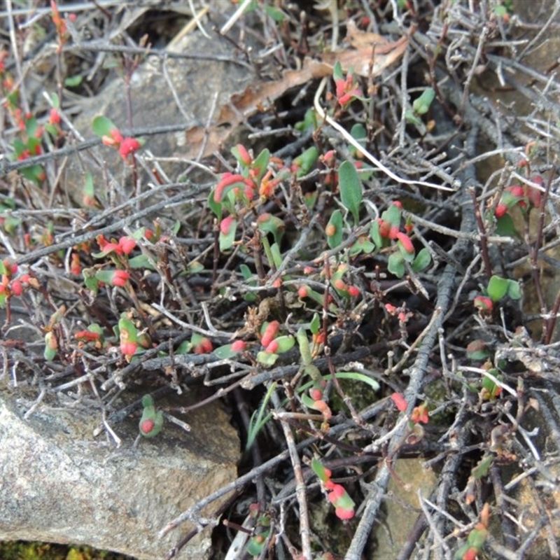 Muehlenbeckia tuggeranong