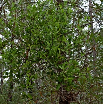 Muellerina celastroides