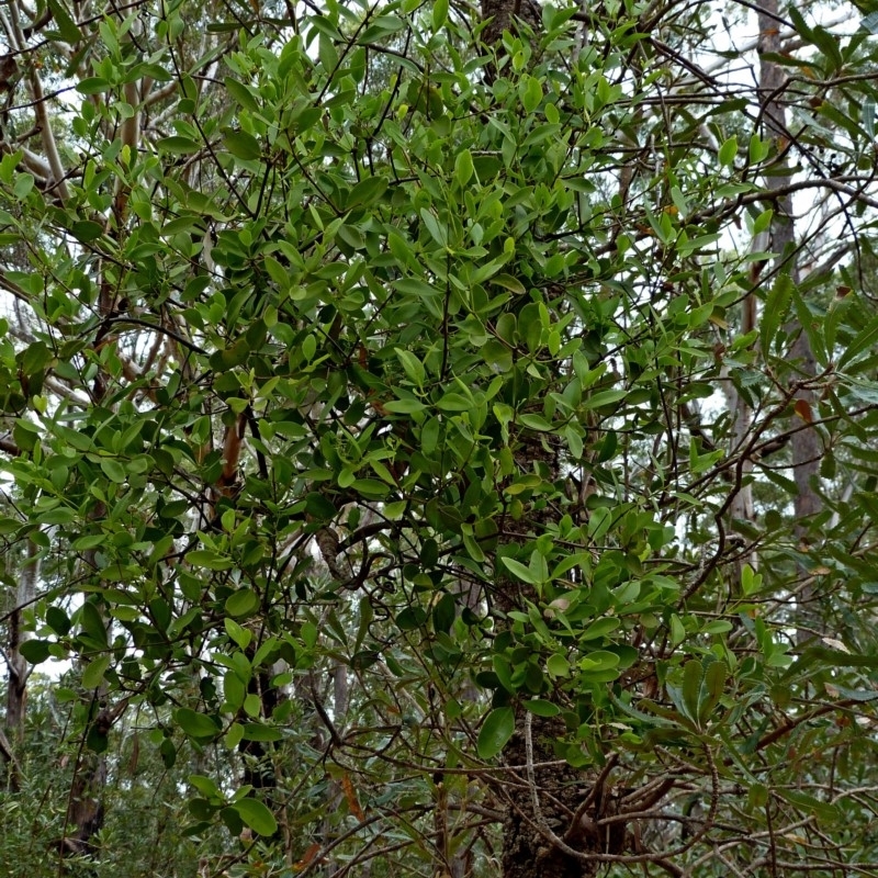 Muellerina celastroides