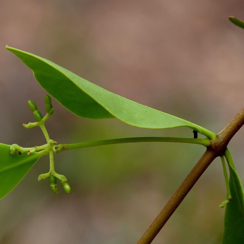 Muellerina celastroides