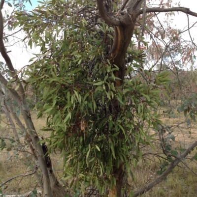 Muellerina eucalyptoides