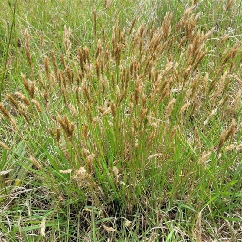 Anthoxanthum odoratum