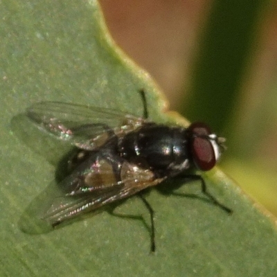 Musca sp. (genus)