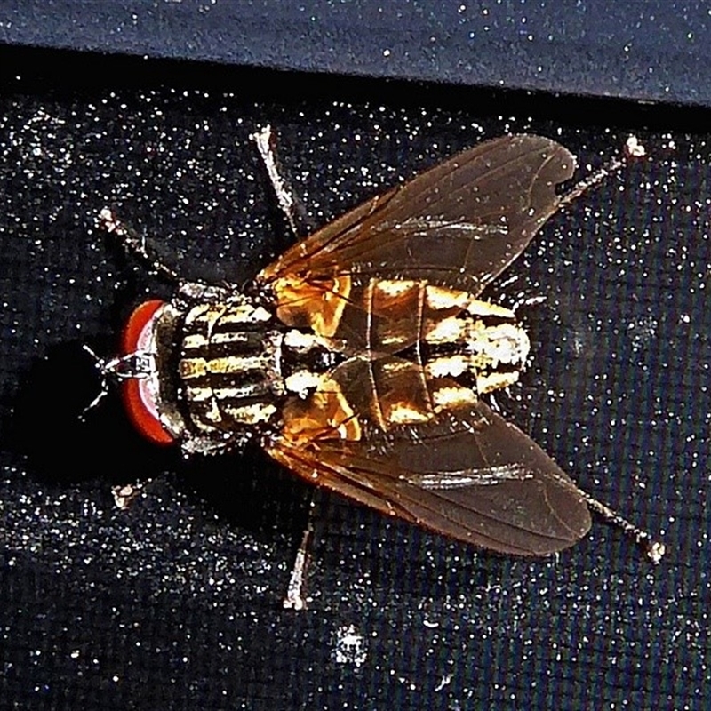 Musca sp. (genus)