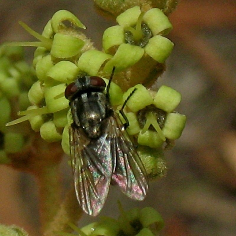 Musca vetustissima