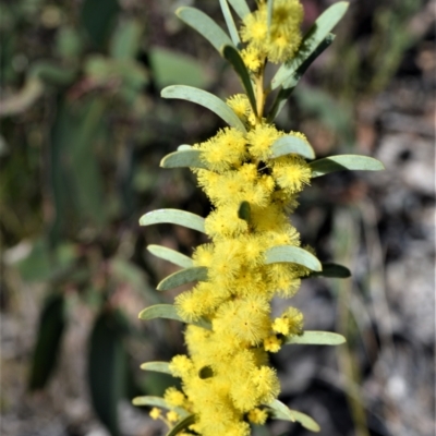 Acacia hamiltoniana