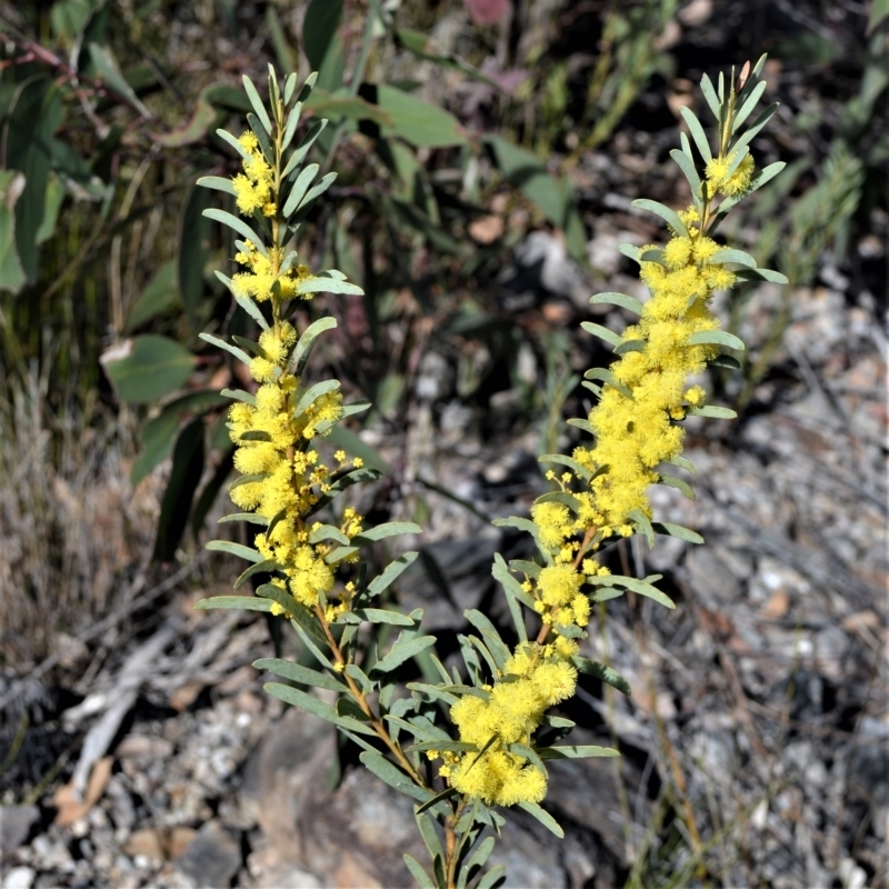 Acacia hamiltoniana