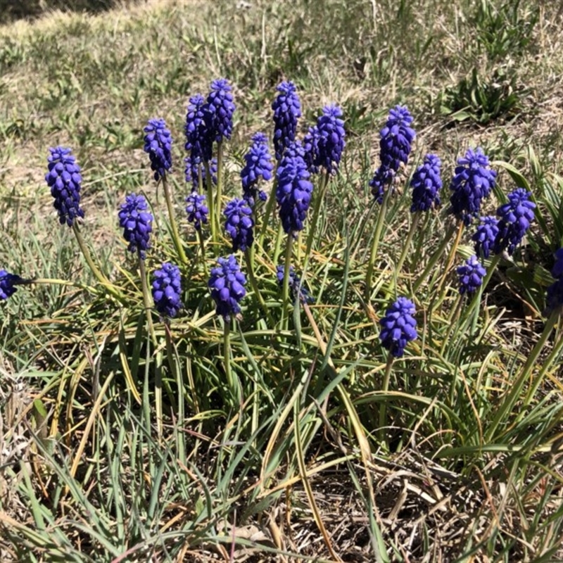 Muscari armeniacum