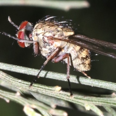 Muscidae (family)