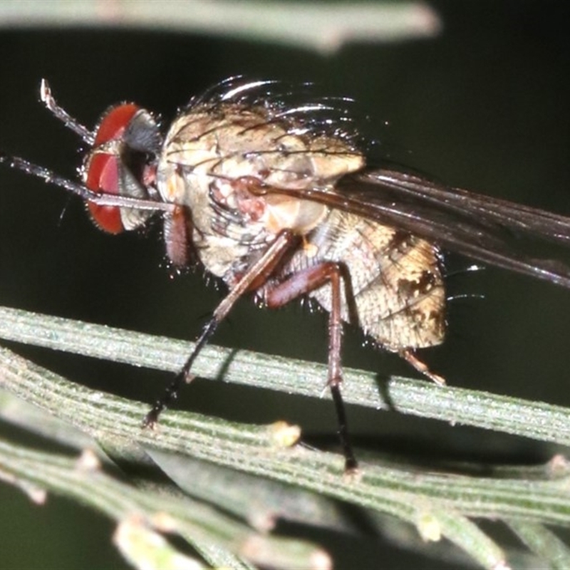 Muscidae (family)