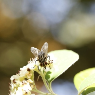 Muscidae (family)