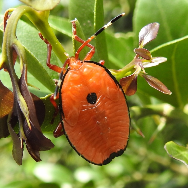 Musgraveia sulciventris