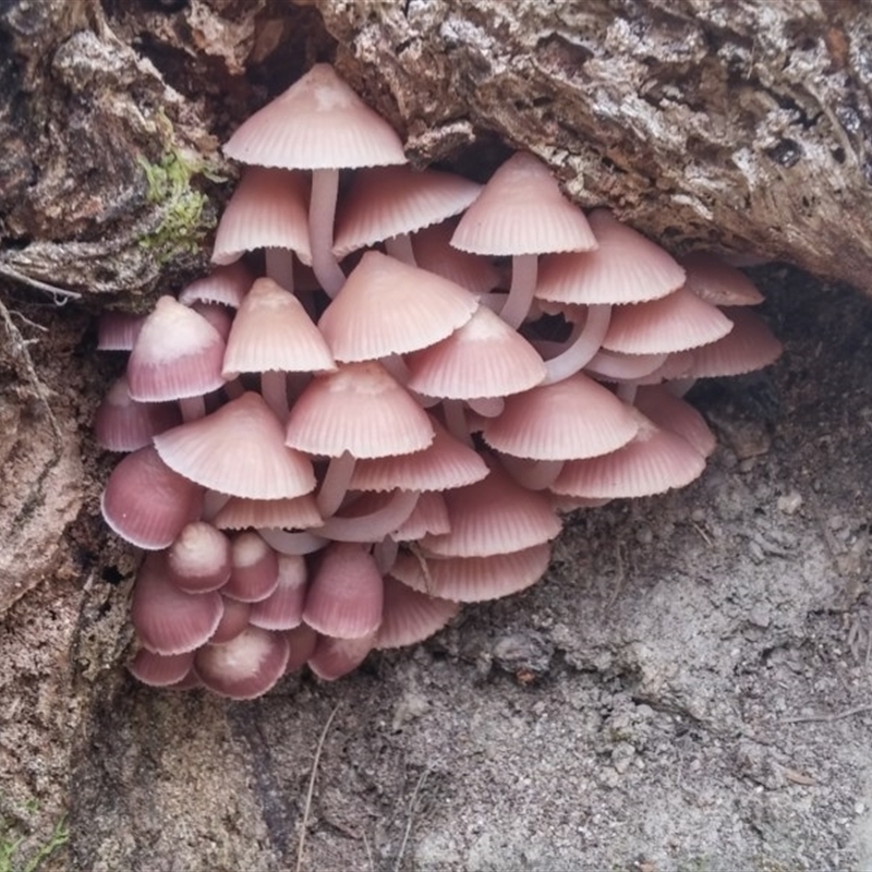 Mycena 'clarkeana group'