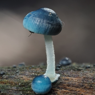 Mycena interrupta