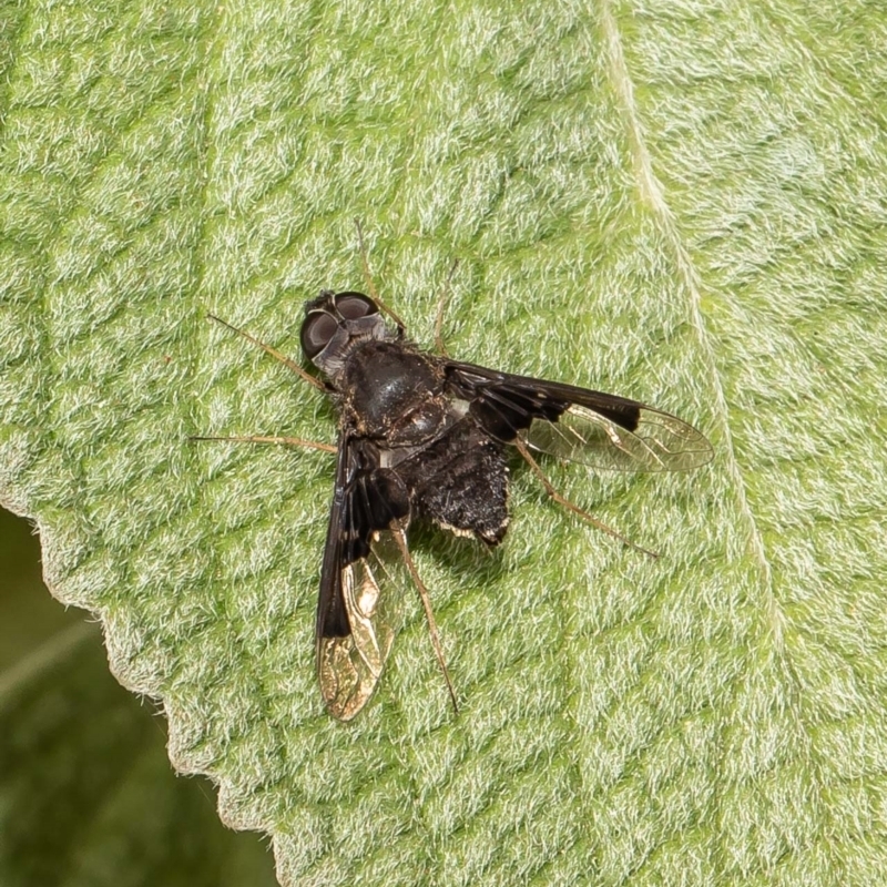 Anthrax dolabratus