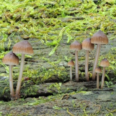 Mycena sp.